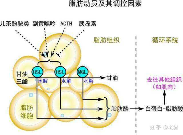 脂肪的分解代谢 即为脂肪动员,在脂肪细胞内激素敏感性甘油三酯脂的