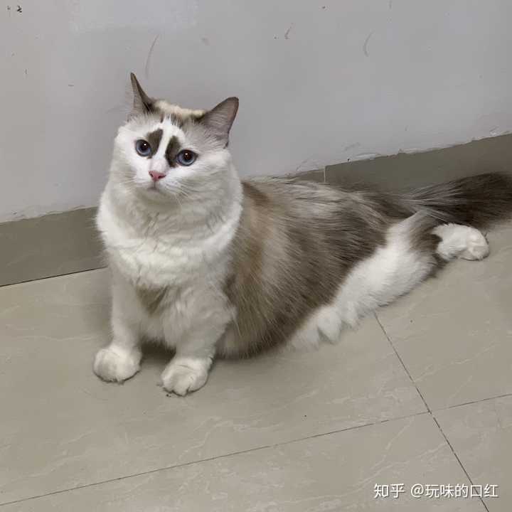 养一只很丑(无血统)的布偶猫是种什么样的体验?