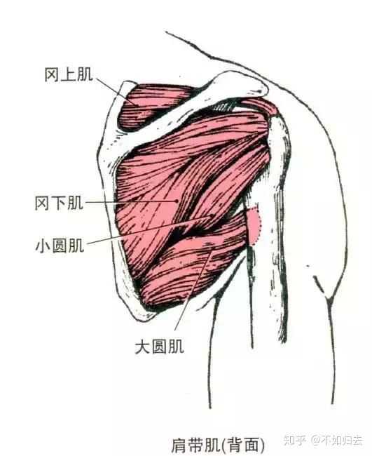 1这块肌肉叫做大圆肌,又被称为小背阔肌.