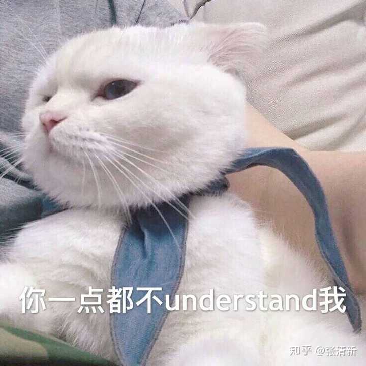 用猫咪的表情包