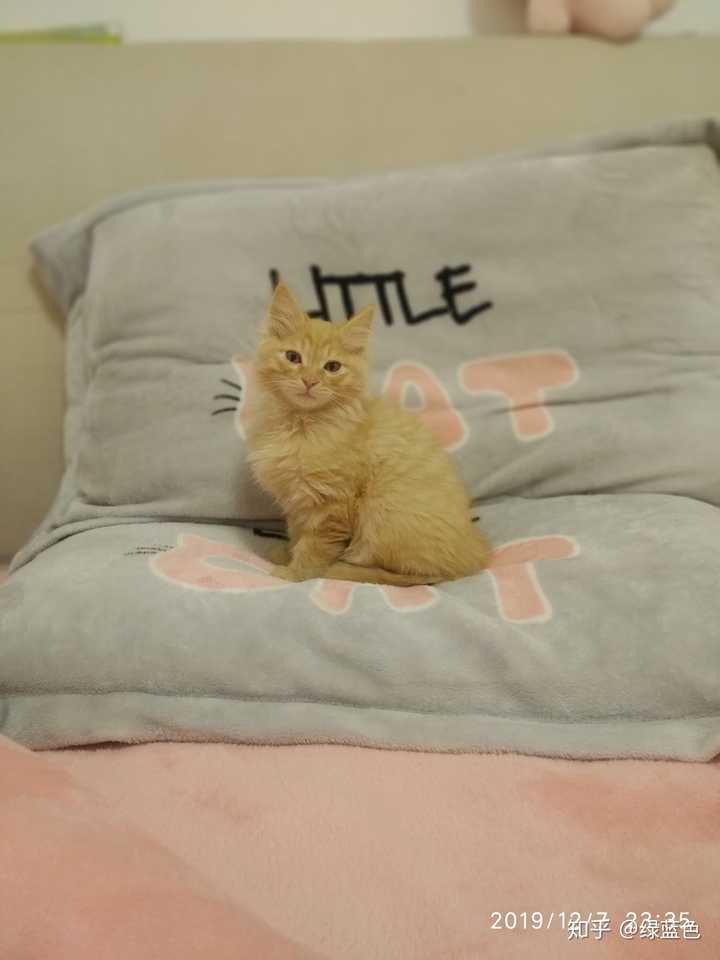 蓝猫和橘猫可以杂交吗,如果可以的话,有实际案例吗?