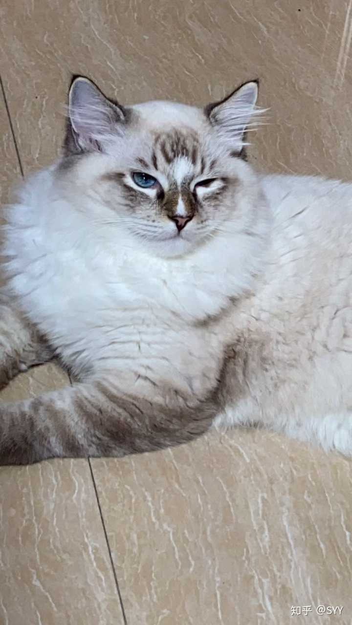 我家这是重色布偶猫猫吗