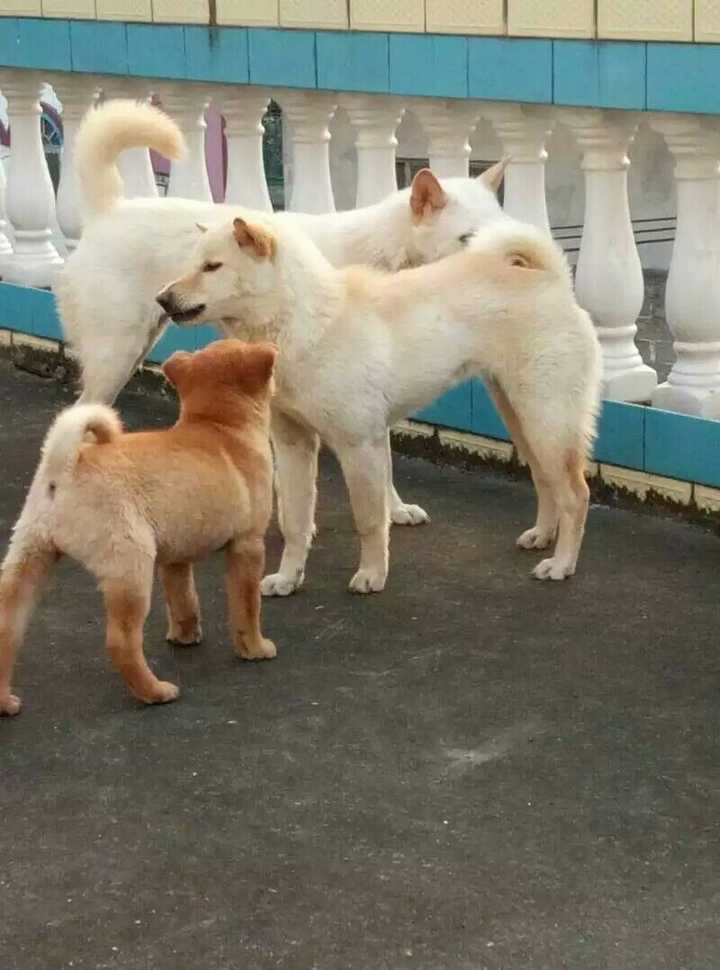 (只是类型哦 二是来源于东罗马帝国,古称"拂菻犬,唐朝引进的.