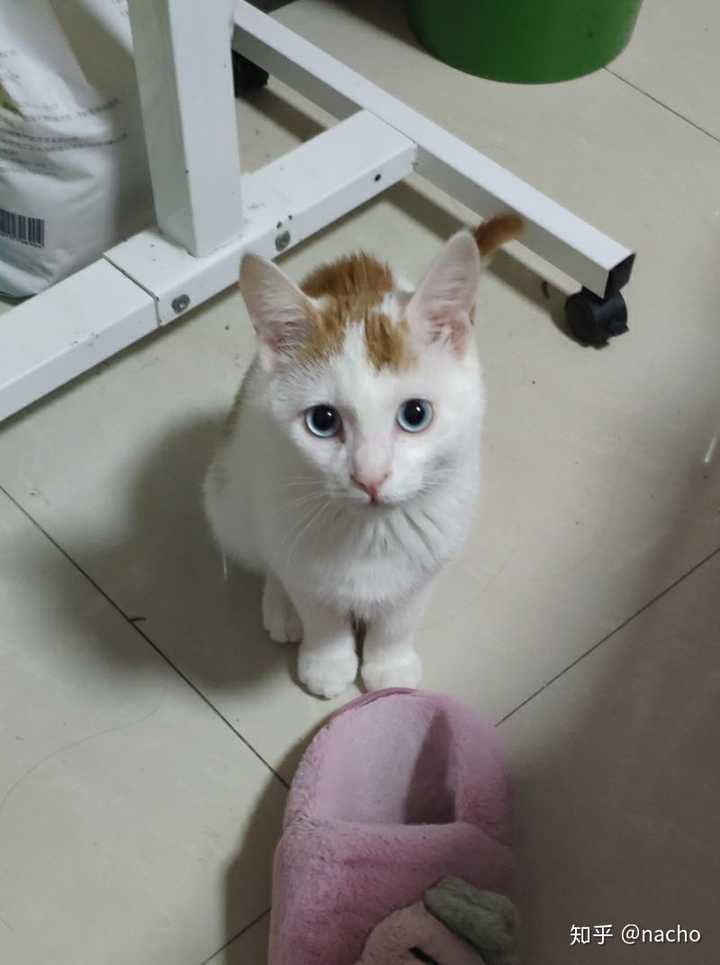 长毛橘白田园猫/橘白狮子猫有蓝眼睛的吗?