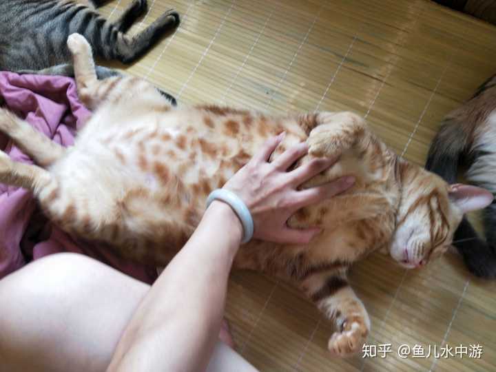 猫咪露几次肚子出来才可以摸啊怎样判断猫咪的性别