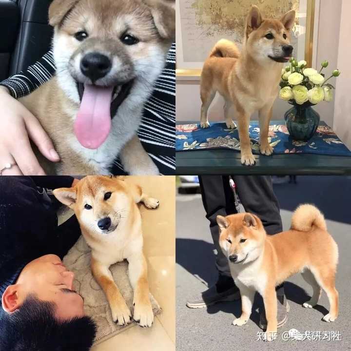 柴犬什么时候开始爆脸?