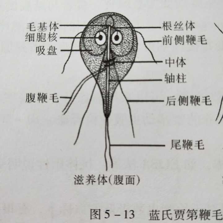 今天刚学的,蓝氏贾第鞭毛虫.