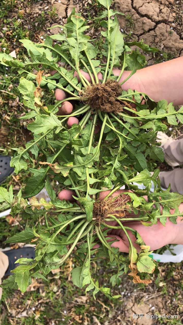 荠菜和蒲公英在开花前的显著形态区别有哪些?在采摘时