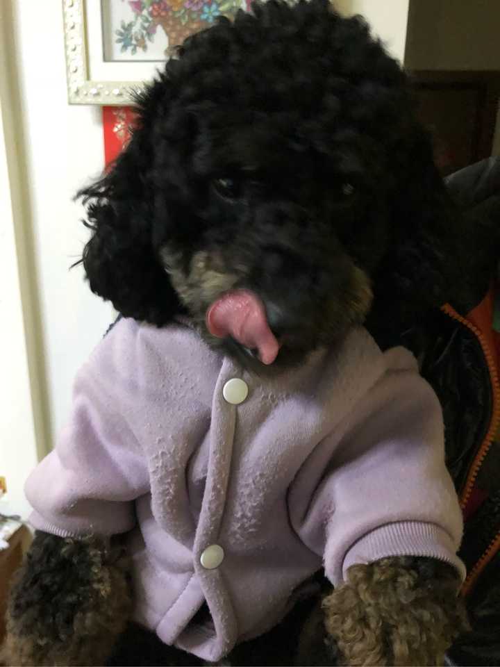 男朋友家有条黑泰迪,全身卷毛儿,所以取名叫毛毛.