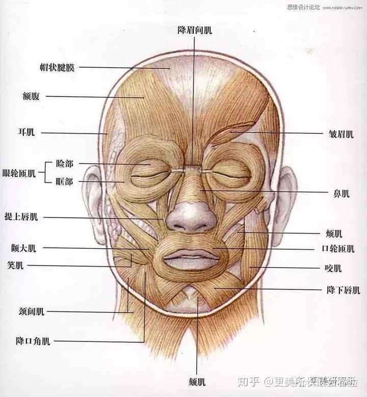 五官篇 五官大易长皱纹 五官周围分布着丰富的面部肌肉,当我们要做