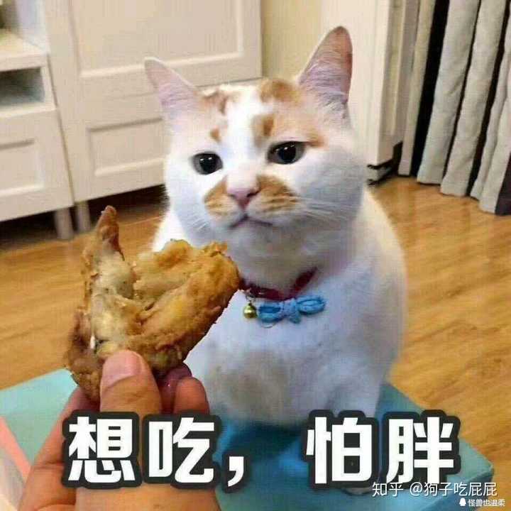 你们有没有珍藏着的猫咪表情包?