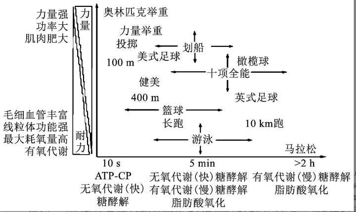 不同运动项目在能量代谢方面的特点