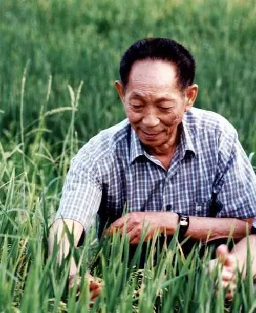 比如"杂交水稻之父"袁隆平.