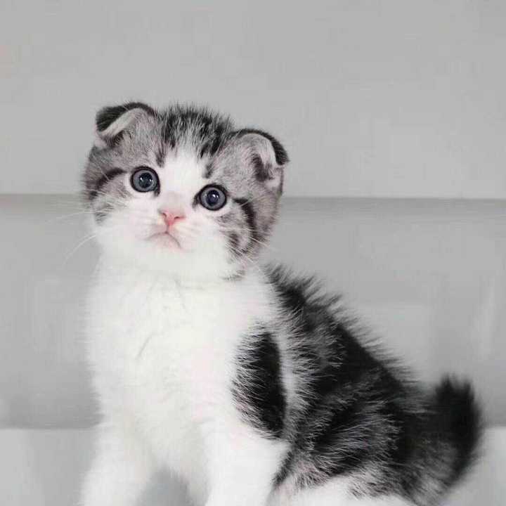 折耳猫和立耳猫配出来的小猫是立耳,会发病吗?