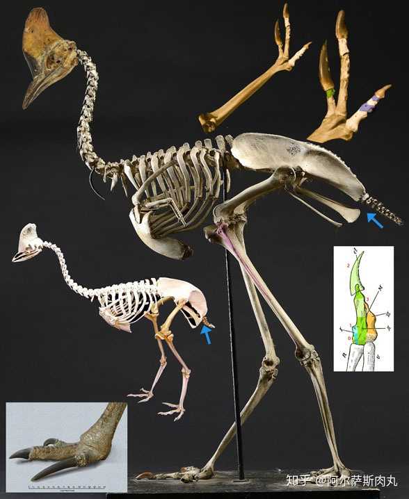 将独立的鸟纲置于恐龙总目兽脚亚目的分类下是否合理以及翼龙与鸟类