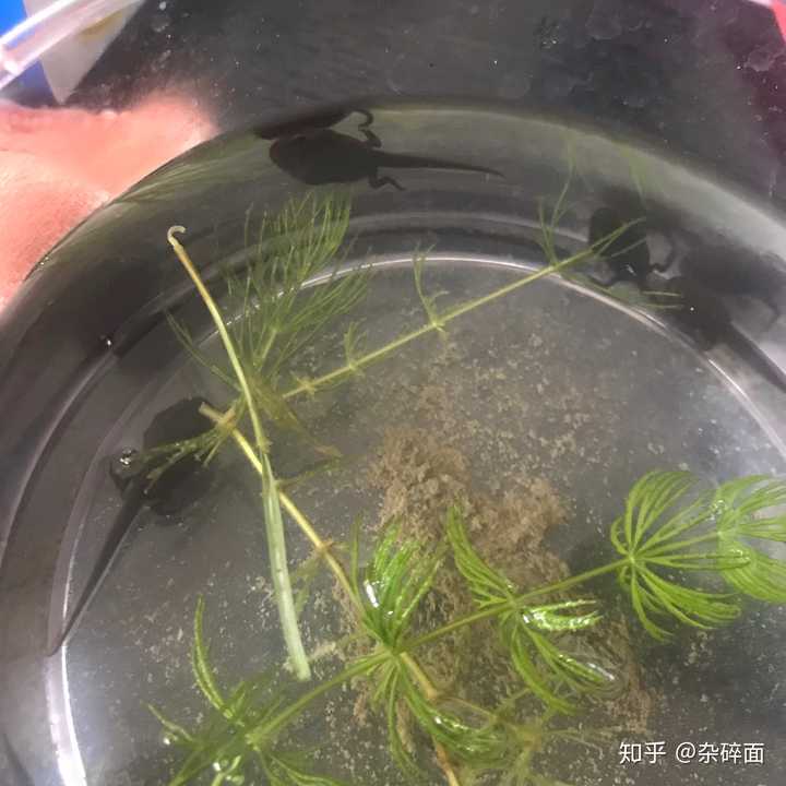 养蝌蚪是一种怎样的体验?