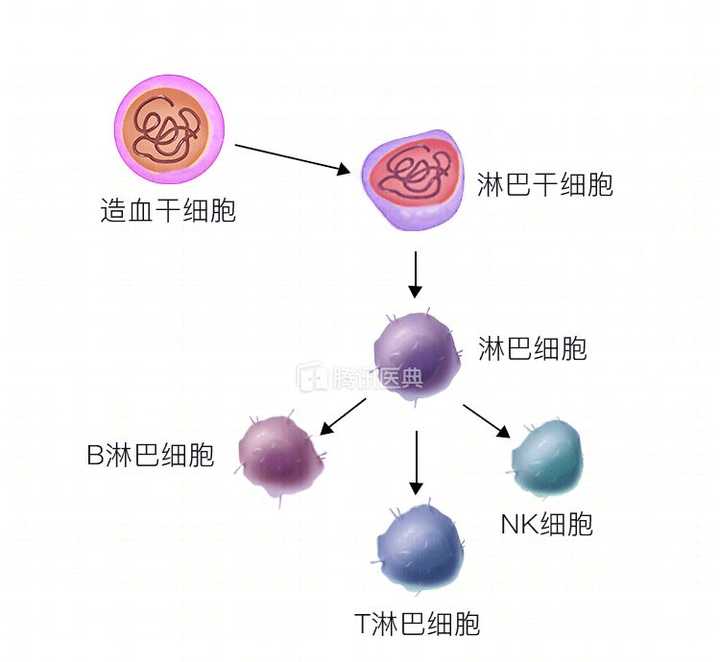 造血干细胞的分化