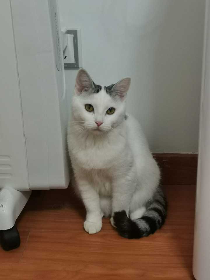 田园猫和美短猫配种会生出怎么样的宝宝?