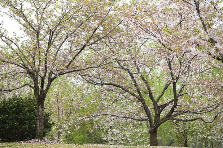 日本早樱的开花时间约在3月中下旬,而垂枝樱,日本晚樱等的开花时间