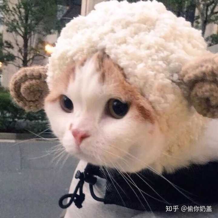 有哪些少女心的猫咪头像?