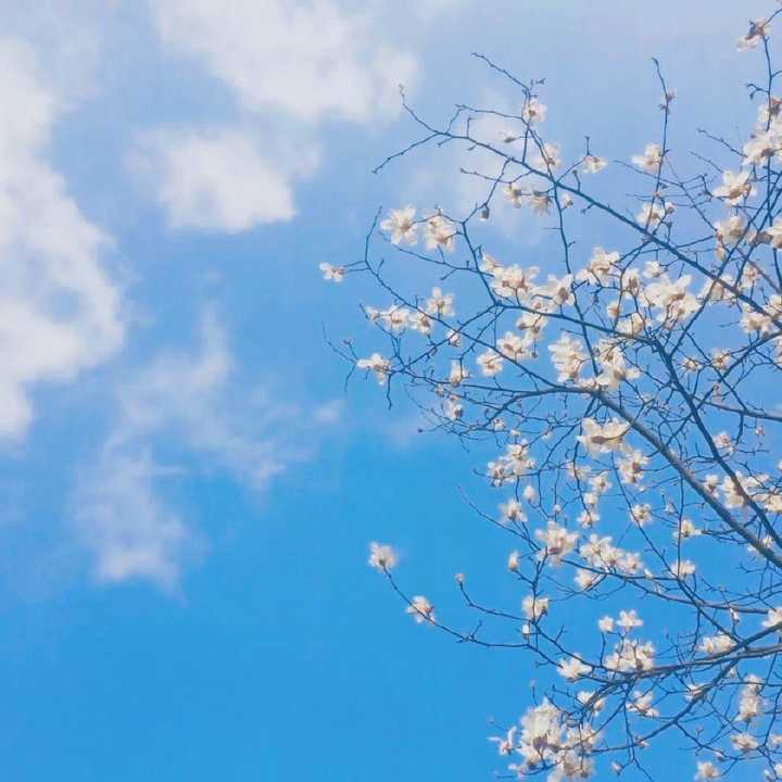 大家有没有关于花的头像或者背景图?