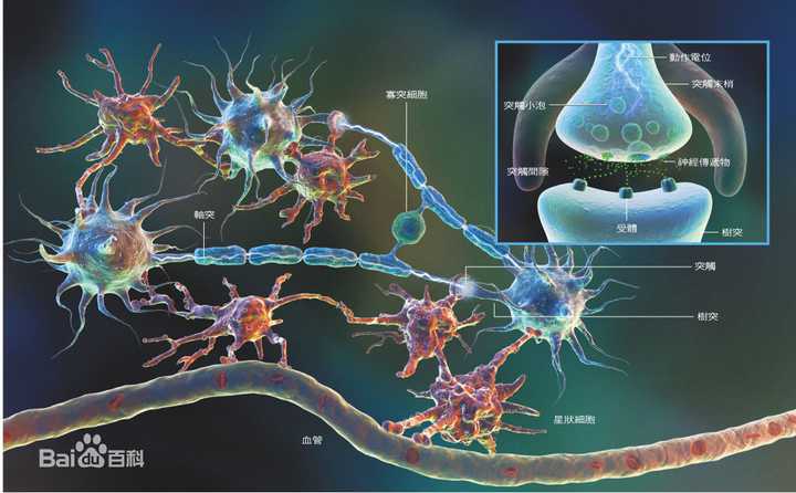 神经元结构图