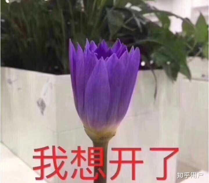 身边有个白莲花喜欢装可怜的心机婊是种怎样的体验?