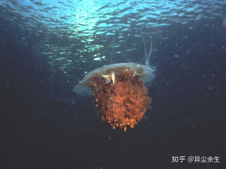 它主要生长于较冷的海域,包括北极海,北大西洋,北太平洋等海域,极少