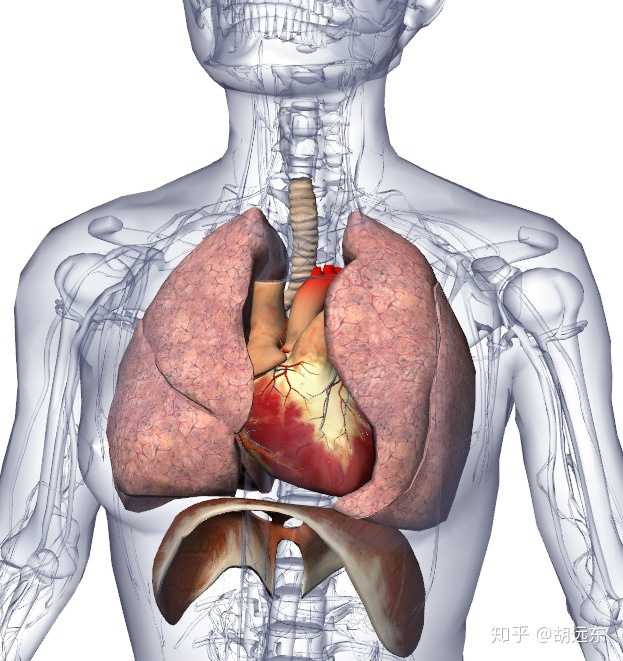 心脏和肺脏的解剖关系示意图,图片来自livescience.com