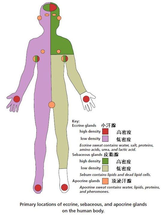 人体小汗腺,皮脂腺,顶泌汗腺主要位置简图