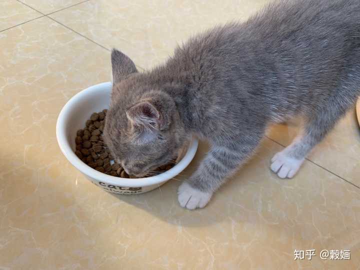 牛牛吃猫粮,我看着它啃面包,牛牛吃完猫粮又馋嘴我的面包.