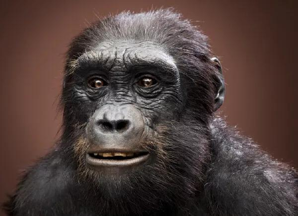这是最古老的人属祖先,乍得人猿