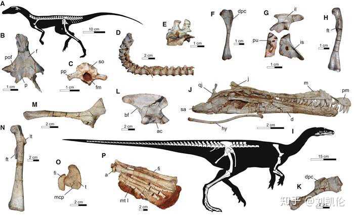 如何根据化石判断恐龙的食性以及是双足行走还是四足或是都行