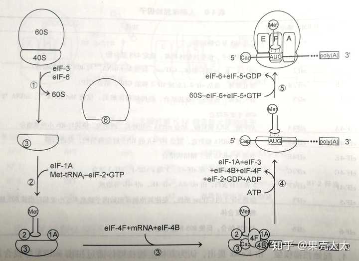 真核生物翻译起始[1]