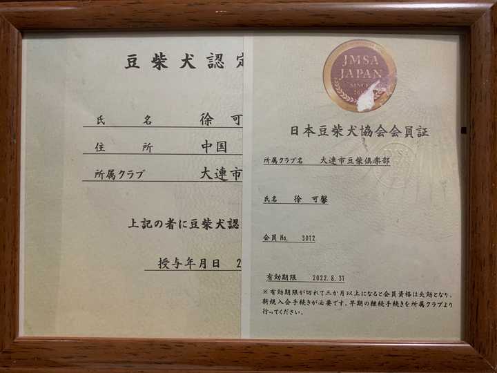 甜沐童犬舍是豆柴认证还是柴犬认证