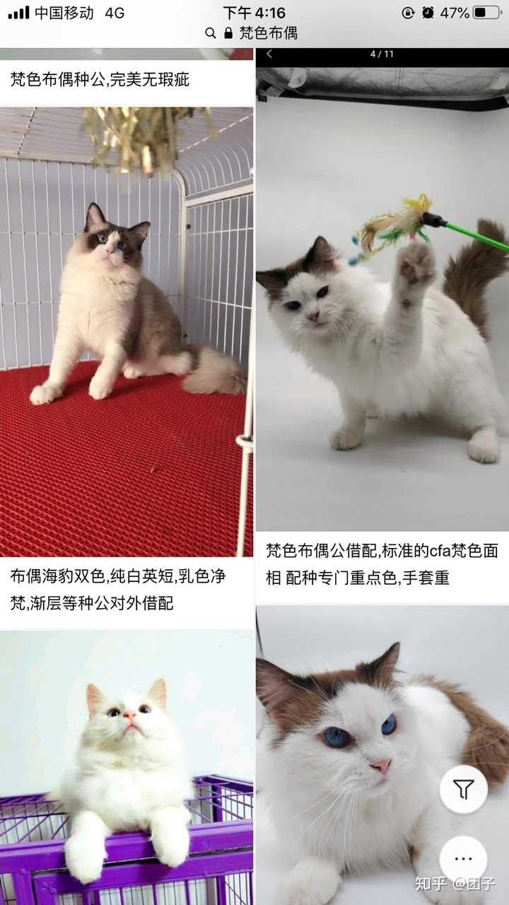 布偶猫有哪些品种呢,有什么推荐呢?