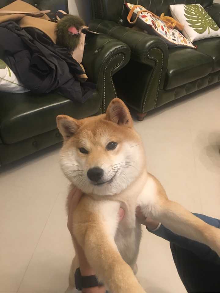 柴犬多少钱一只合适,一个月花费多少?
