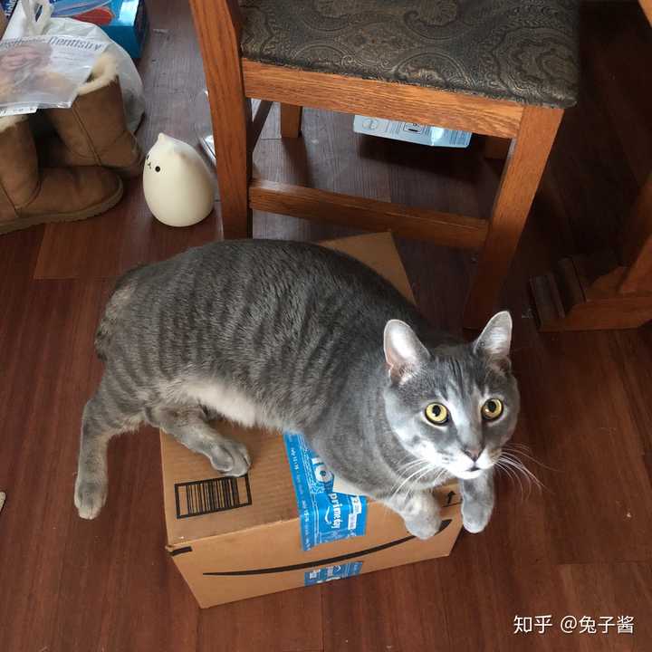 养一只灰色土猫(不是狸花猫)是一种什么样的体验?