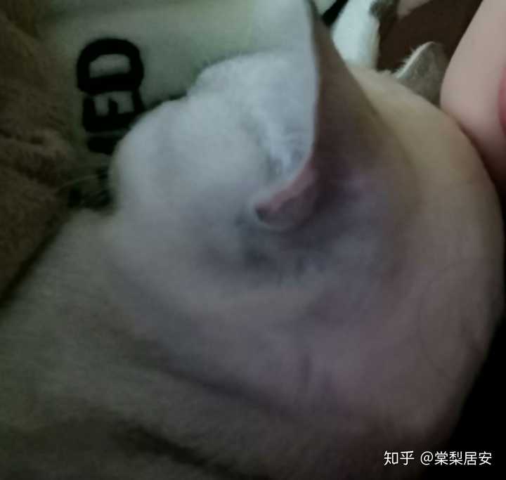 脸很小,但是肚子胖嘟嘟