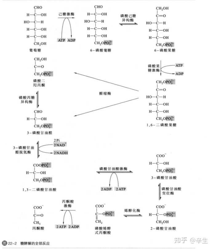 1,3-磷酸甘油酸