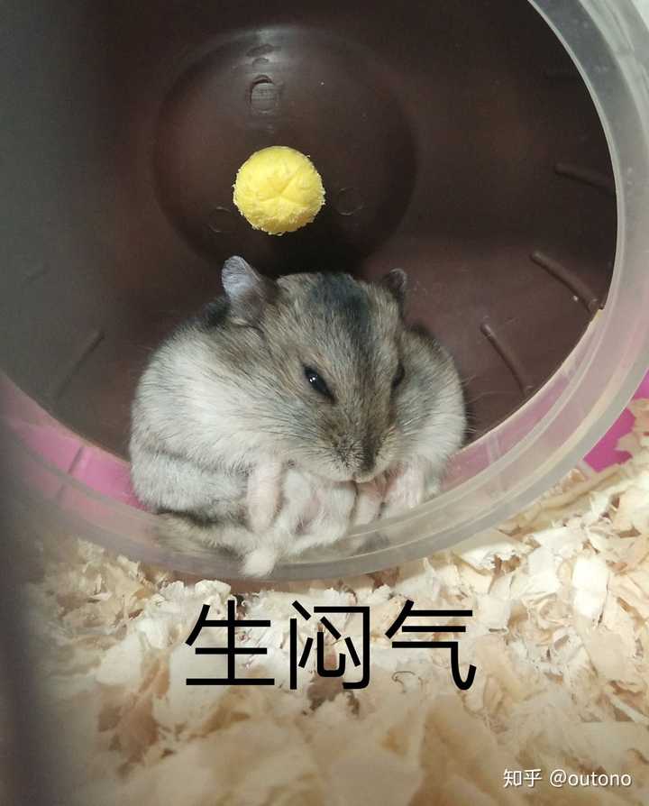 好奇养龙猫,仓鼠,兔子之类小宠是什么样的感觉?