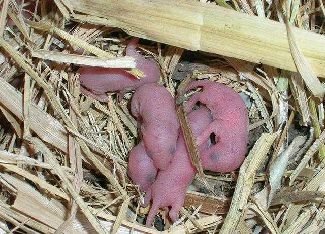 刚出生的老鼠仔也是没毛,浑身通红透亮