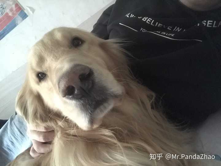 晚上狗蛋日常趴在门框中间睡觉,我回家了就趴在我的卧室门口,我不