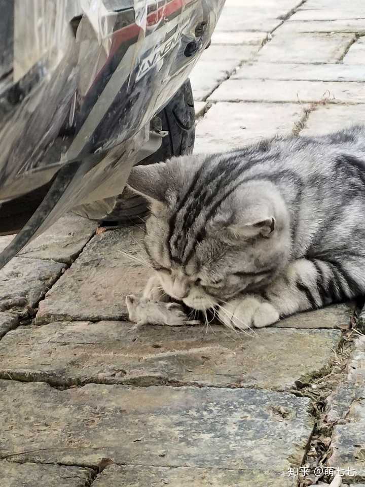 你们家的宠物猫还会抓老鼠吗?