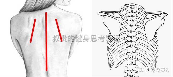 正常范围:肩胛骨距离身体大致   个指头的宽度.