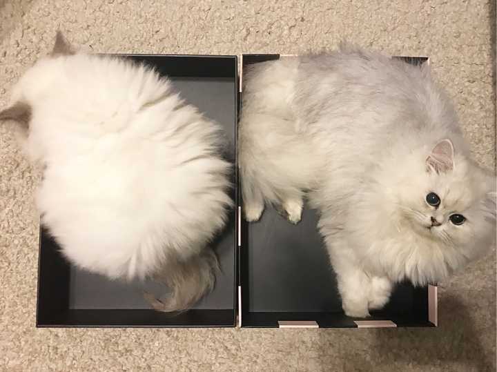 后来在她成大球的路上,我又带回了一只布偶猫,取名拿破仑,于是生活从
