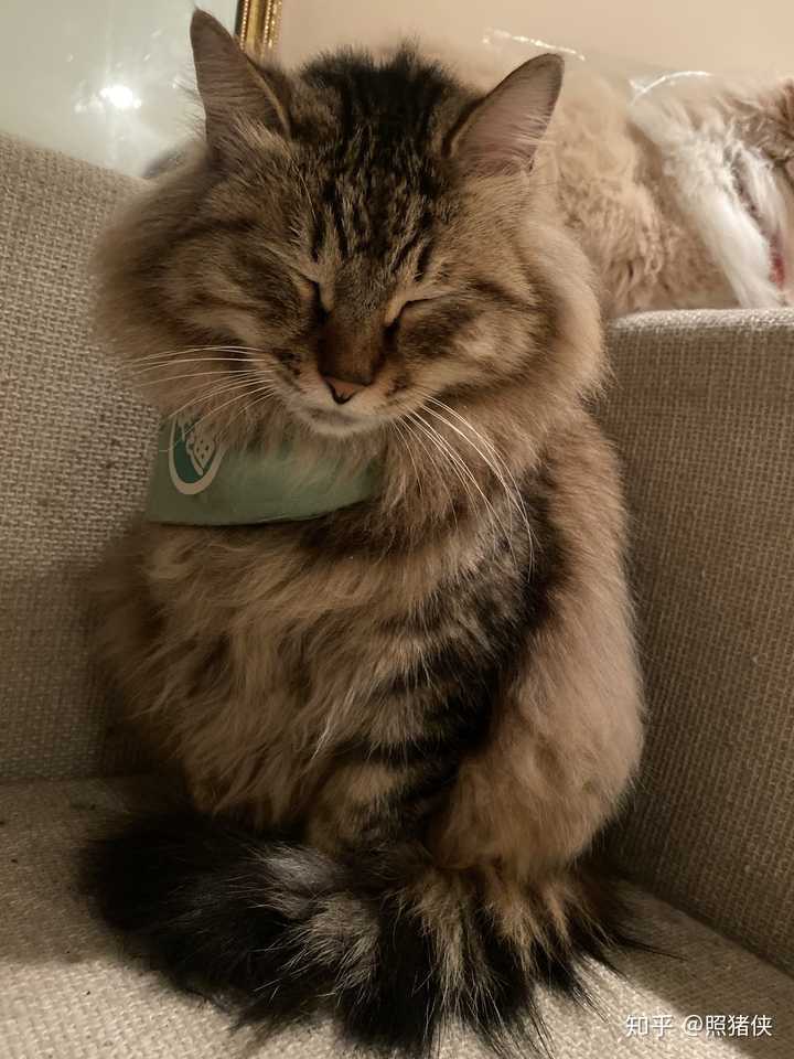 有人养长毛的狸花猫吗真的长得像缅因猫吗