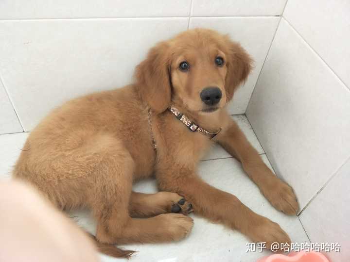 我已经无数次和朋友怀疑是一只假金毛了哈哈哈哈
