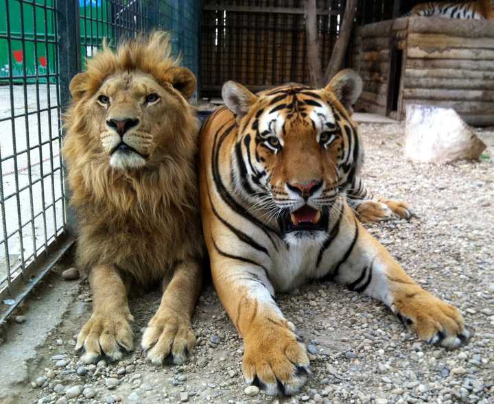 狮子和老虎单挑,谁的胜算大?