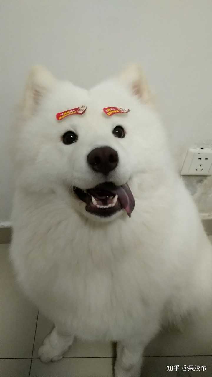 以后养只猫再叫哈鲁,完美!